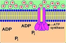 Dec 12, 2018 · atp is required for the biochemical reactions involved in any muscle contraction. ATP Sintetasa - EcuRed