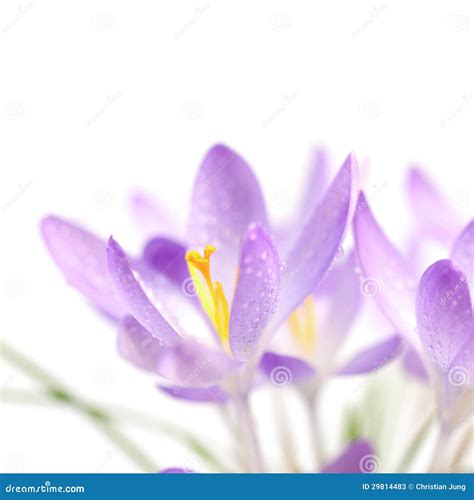 Fleur De Crocus Image Stock Image Du Neige Fond Nature 29814483