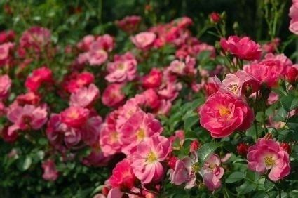 This link is to an external site that may or may not meet accessibility guidelines. Easy To Grow Roses. Types of Roses That Are Easy To Grow ...