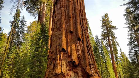 General Sherman Tree Sequoia National Park Youtube