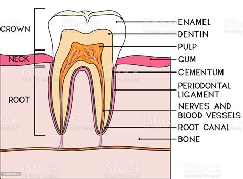 Teile Des Menschlichen Zahnes Schema Der Struktur Des Zahnes Im