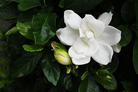 Bud Gardenia Flower Stock Photos Pictures And Royalty Free Images Istock