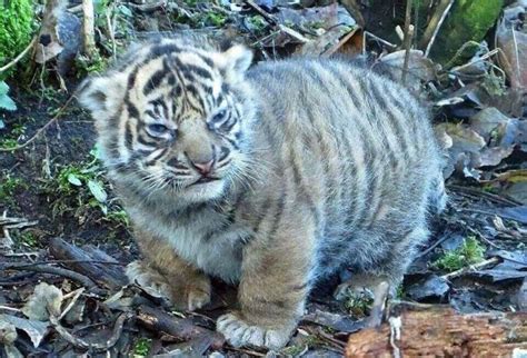 I See Your Fat Adult Tiger And Raise You Fat Baby Tiger Rabsoluteunits