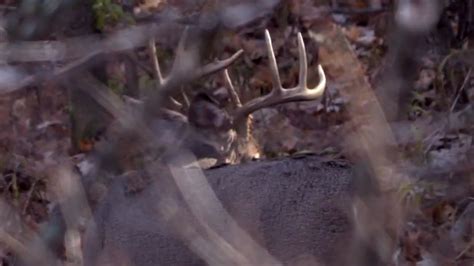 Aggressive Buck Bed Hunting Tactic Risks Youtube