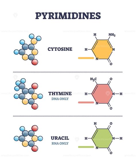 Pyrimidines As Cytosine Thymine And Uracil Organic Compound Examples