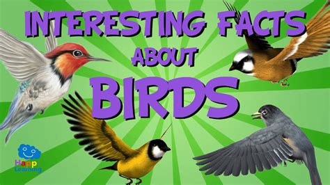 Interesting Facts About Birds Educational Video For Kids