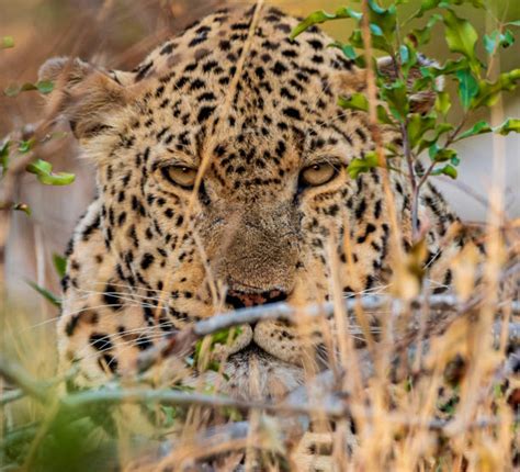 80 Hiding Bush Leopard Africa Stock Photos Pictures And Royalty Free