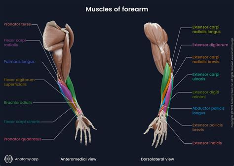 Abductor Pollicis Longus Encyclopedia Anatomyapp Learn Anatomy