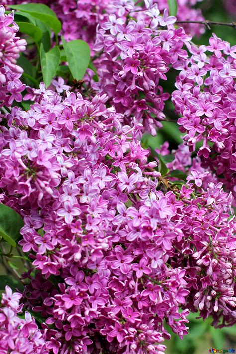 Lilac Background Free Image № 37532