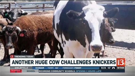 Enormous Challenger Cow Gives Massive Knickers A Run For Its Money