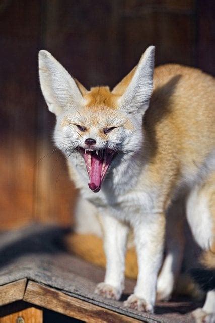 25 Cute Photos Of Animals Yawning Animals Zone