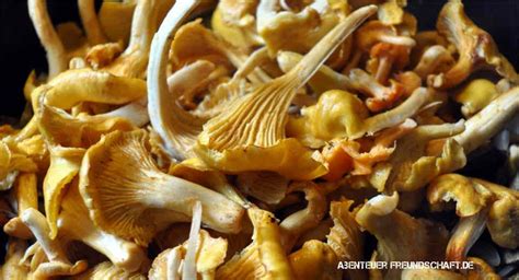 Wann ist die beste zeit zum sammeln? Pin auf Garten