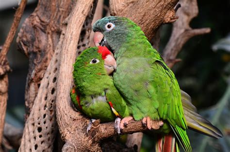 Reigate and banstead, surrey | birds for sale by irene baling. 100 Best Names for Lovebirds | PetHelpful