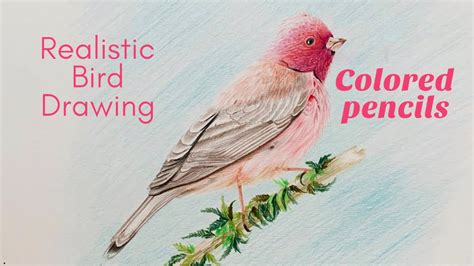 How To Draw A Bird With Colored Pencil Painting Youtube