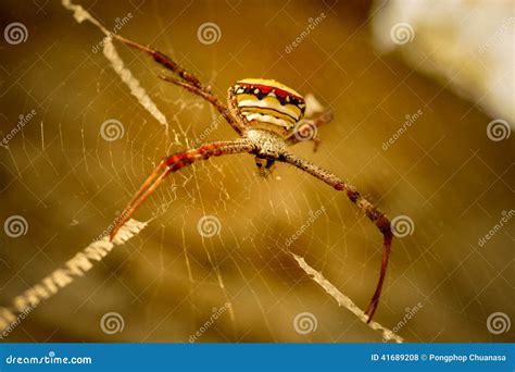 Spider On Cobweb Stock Photo Image Of Whip Striped 41689208