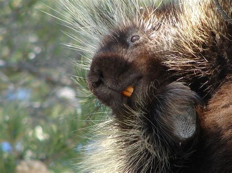 Utahs Porcupines 1 Taxonomy