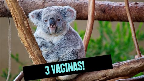 The Worlds Most Bizarre Animal Genitalia Youtube