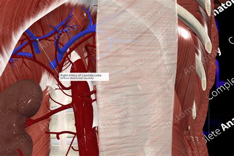 Right Artery Of Caudate Lobe Complete Anatomy