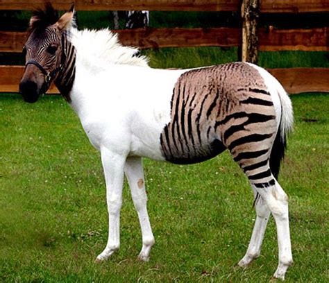 Can Zebras Breed With Horses The Garden Of Eaden
