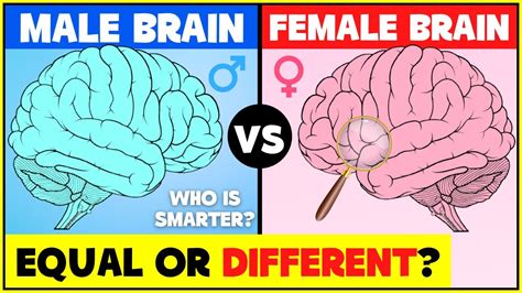 Male Brain Vs Female Brain Differents Between Male And Female Brains