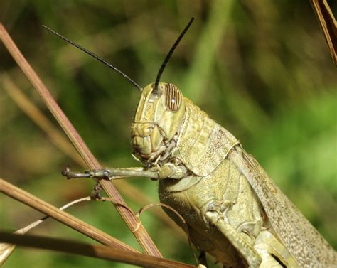 Fileacrididae Grasshopper 1 Wikipedia