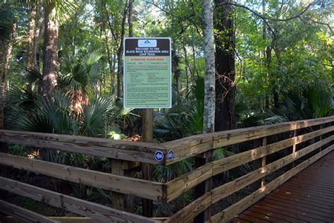 Black Bear Wilderness Loop Trail Florida Hikes