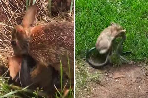 Animal News 2017 Raging Rabbit Fights Killer Snake After