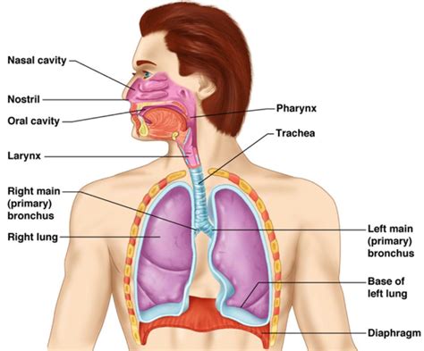 Biology Form Five Respiration And Gaseous Exchange