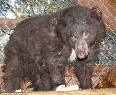 cinder the bear found with all paws burned in forest fire nursed back to health daily mail online