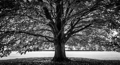 Hd Wallpaper Under The Tree Black And White Leafed Tree Trees Wood