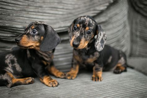 Dappled Miniature Dachshunds Puppies Kc Registered Pra Clear In