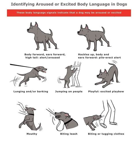 Identifying Aroused Or Excited Body Language In Dogs Animal Behavior