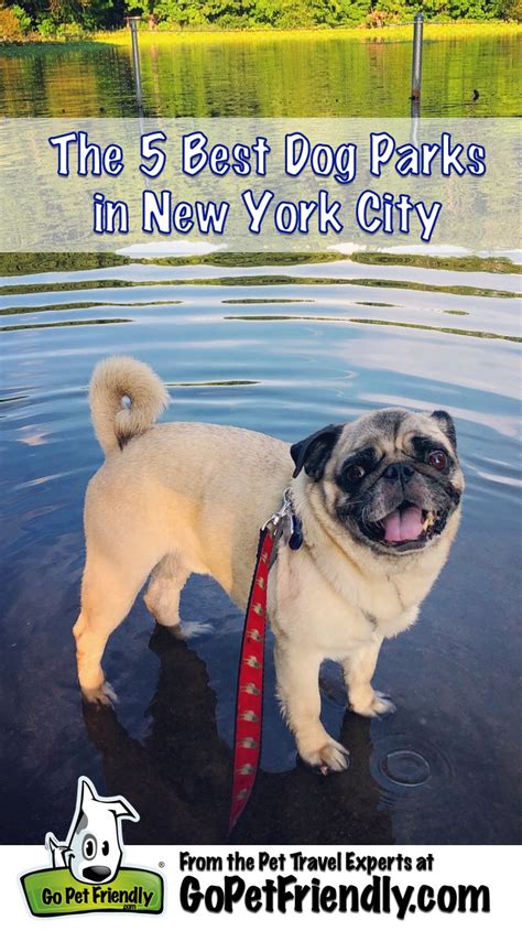 The 5 Best Dog Parks In New York City Gopetfriendly