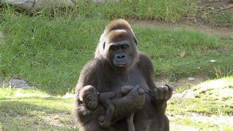 Humanos Y Gorilas Tienen Más En Común De Lo Que Se Creía