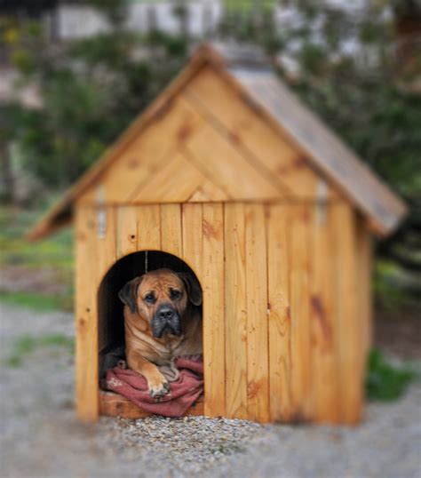 How To Build A Dog House For Your Beloved Pooch By Devin Morrissey