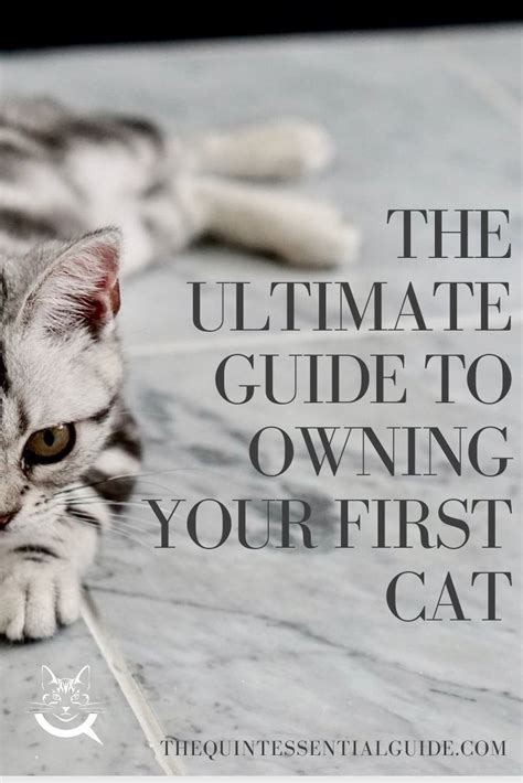Complete Guide To Owning Your First Cat In 2021 First Time Cat Owner