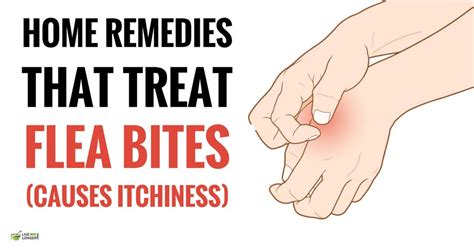 10 Best Home Remedies For Flea Bites