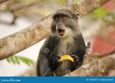 O Macaco Sykes Parece Surpreso Foto De Stock Imagem De Floresta