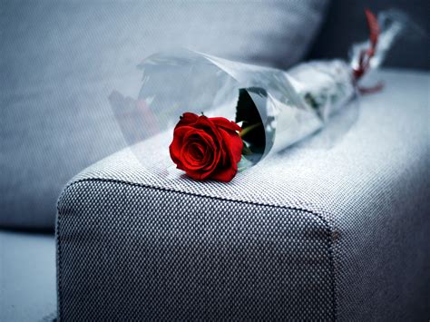 Free Picture Red Rose Laying Sofa Valentines Day