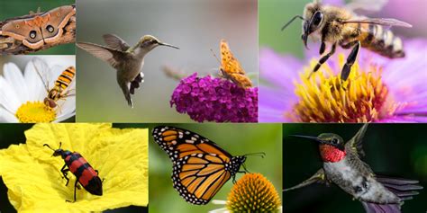 Learn About The Birds And The Bees And Other Pollinators North