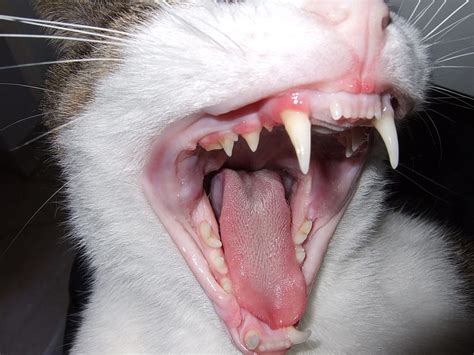 How To Calculate Your Cats Age By Its Teeth Pet Az