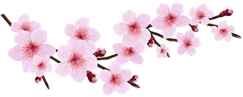 Cherry Blossom Flower Clipart Graphics