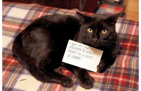 21 Hilarious Photos Of Cats Being Shamed For Their Crimes Slide 28