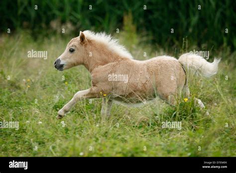 Miniature Shetland Pony Foal Stock Photo Alamy
