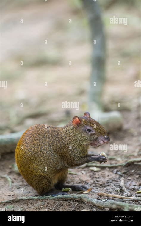 Common Agouti Dasyprocta Hi Res Stock Photography And Images Alamy