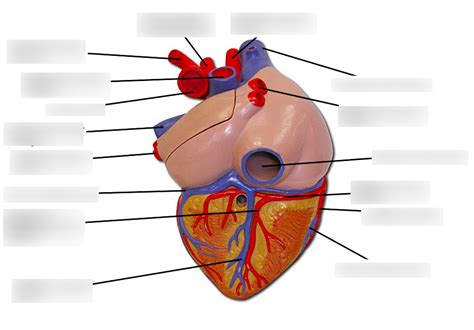 Heart Model Arteries Veins Diagram Quizlet