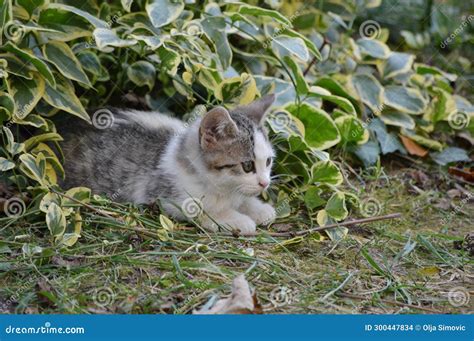 Little Colorful Kitten Is Hiding In The Bushes Stock Photo Image Of