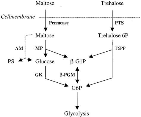 Proposed Pathways For Maltose And Trehalose Assimilation In L Lactis