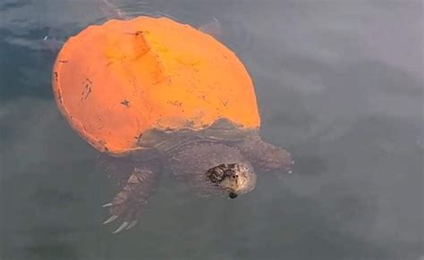 NH Wildlife Officials Urge People To Stop Painting Turtle Shells