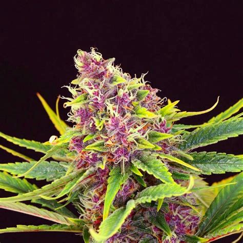 Purple Kush Autoflower Seeds Seed Bank Auto Purple Kush Seeds Usa